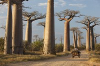 /album/galerie-de-photos-where-to-visit/baobab-jpg/