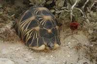 /album/galerie-de-photos-where-to-visit/tortues-jpg/