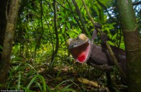 /album/galerie-de-photos-where-to-visit/gecko-1-jpg/
