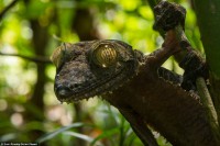 /album/galerie-de-photos-where-to-visit/gecko-3-jpg/